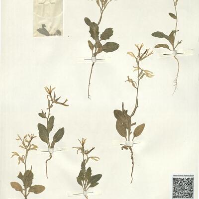 Matthiola chenopodiifolia Fisch. & Mey. -  RO-HSepv 14092 photo