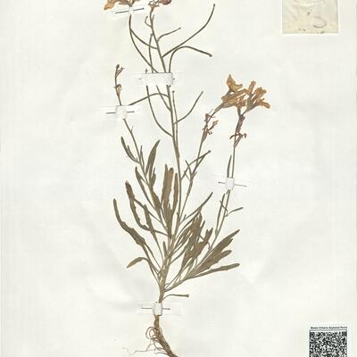 Matthiola fruticulosa (L.) Maire subsp. fruticolosa -  RO-HSepv 19018 photo