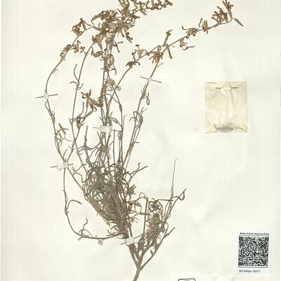 Matthiola fruticulosa (L.) Maire subsp. fruticolosa -  RO-HSepv 16071 photo