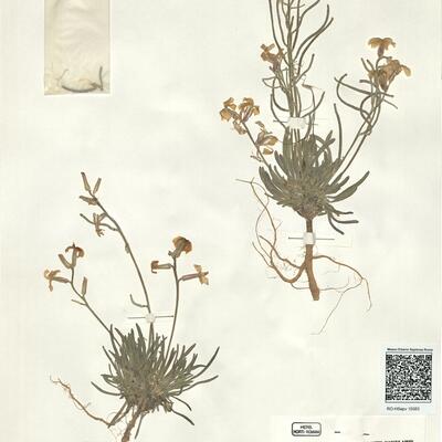 Matthiola italica (Conti) Tammaro -  RO-HSepv 15083 photo