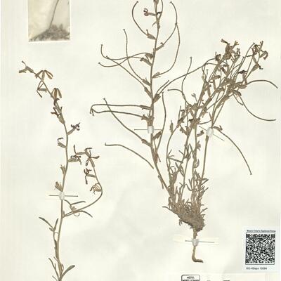 Matthiola longipetala (Vent.) DC. subsp. kralikii (Pomel) Maire -  RO-HSepv 15084 photo