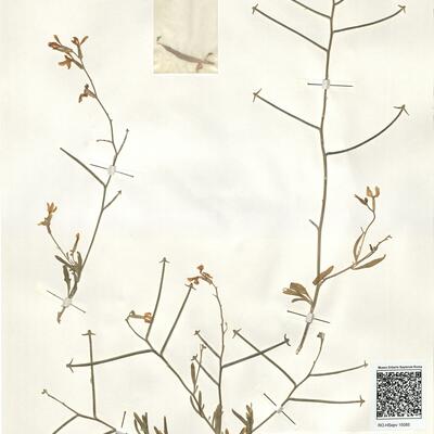 Matthiola longipetala (Vent.) DC. subsp. longipetala -  RO-HSepv 15085 photo