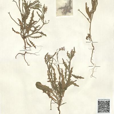 Matthiola parviflora (Schousb.) R. Brown -  RO-HSepv 13136 photo