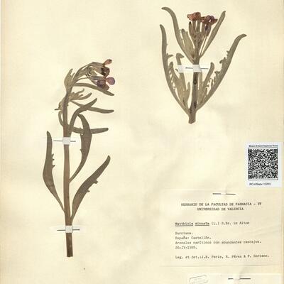 Matthiola sinuata (L.) R. Brown -  RO-HSepv 12203 photo