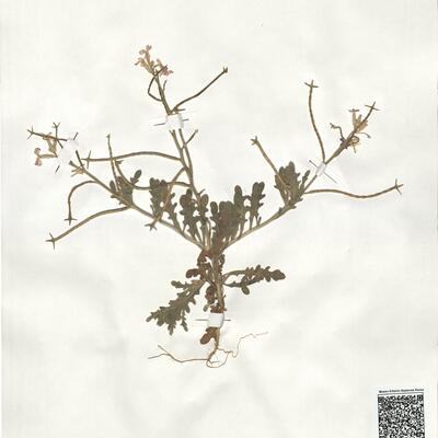 Matthiola tricuspidata (L.) R. Brown -  RO-HSepv 19019 photo