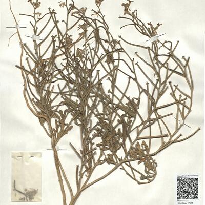 Matthiola tricuspidata (L.) R. Brown -  RO-HSepv 17943 photo