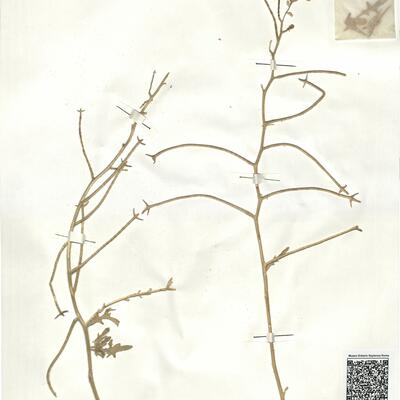 Matthiola tricuspidata (L.) R. Brown -  RO-HSepv 16961 photo