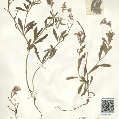 Matthiola tricuspidata (L.) R. Brown -  RO-HSepv 14093 photo