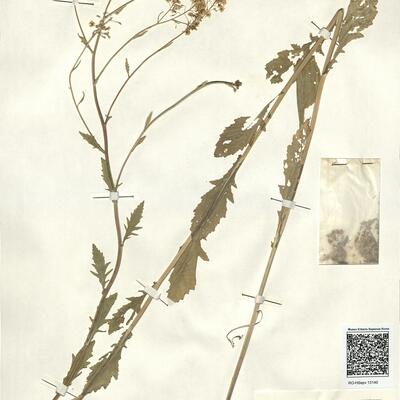 Rorippa x armoracioides (Tausch) Fuss  -  RO-HSepv 13140 photo