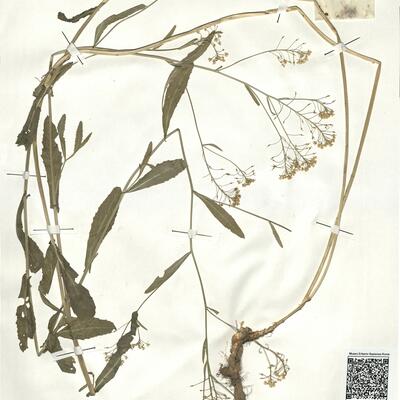 Rorippa austriaca (Crantz) Bess. -  RO-HSepv 17947 photo