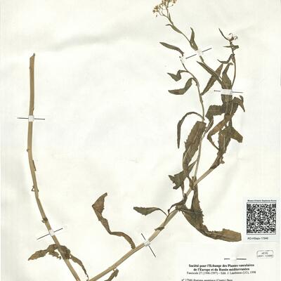 Rorippa austriaca (Crantz) Bess. -  RO-HSepv 17946 photo