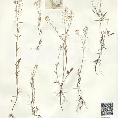 Rorippa brachycarpa (C.A. Mey.) Hayek  -  RO-HSepv 16075 photo