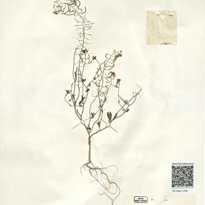 Nasturtiopsis coronopifolia (Desf.) Boiss. subsp. coronopifolia var. dasycarpa O.E. Schulz -  RO-HSepv 14096 photo