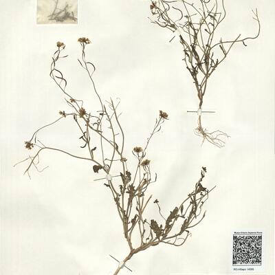 Nasturtiopsis coronopifolia (Desf.) Boiss. subsp. coronopifolia var. coronopifolia -  RO-HSepv 14095 photo