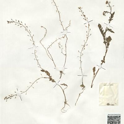 Rorippa x erythrocaulis Borb. -  RO-HSepv 19021 photo