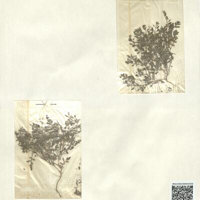 Rorippa islandica (Gunnerus) Borb. -  RO-HSepv 13139 photo