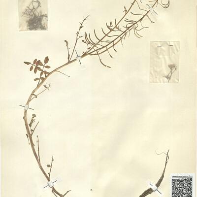 Nasturtium microphyllum (Boenn.) Reichenb. -  RO-HSepv 11272 photo