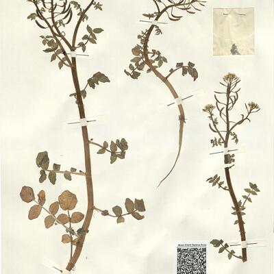 Nasturtium officinale R. Brown -  RO-HSepv 15087 photo