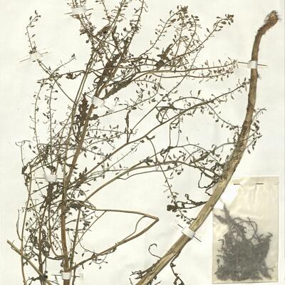 Rorippa palustris (L.) Bess. -  RO-HSepv 16962 photo