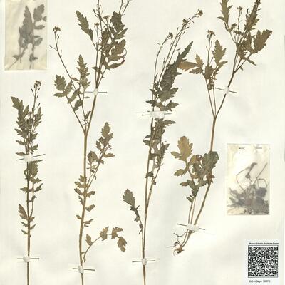 Rorippa palustris (L.) Bess. -  RO-HSepv 16076 photo