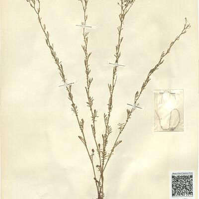 Rorippa pyrenaica (Lam.) Reichenb. -  RO-HSepv 11274 photo