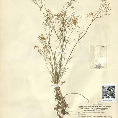 Rorippa pyrenaica (Lam.) Reichenb. -  RO-HSepv 11273 photo