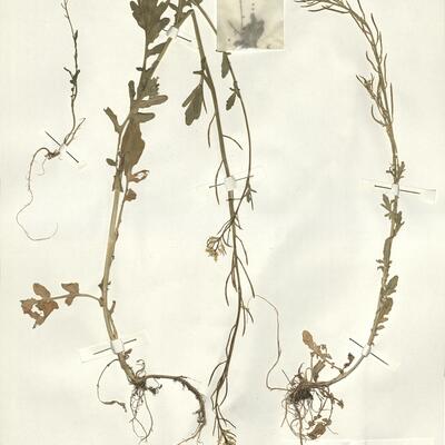 Barbarea intermedia Boreau -  RO-HSepv 15045 photo