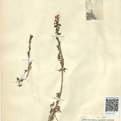 Barbarea intermedia Boreau -  RO-HSepv 12168 photo