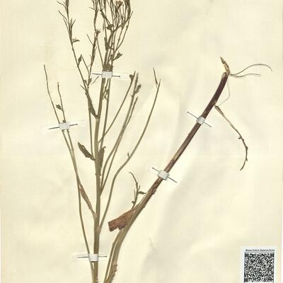 Barbarea stricta Andrz. -  RO-HSepv 13098 photo