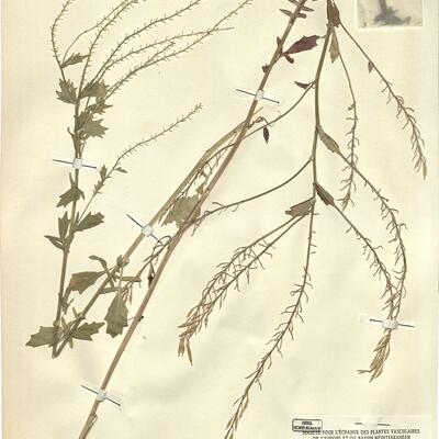 Barbarea x schulzeana Hausskn. -  RO-HSepv 12170 photo