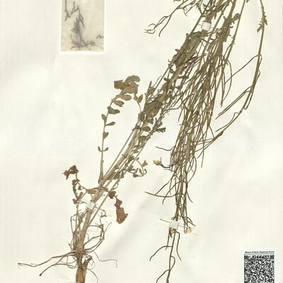 Barbarea verna (Mill.) Aschers. -  RO-HSepv 15046 photo