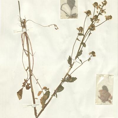 Barbarea vulgaris L. -  RO-HSepv 15047 photo