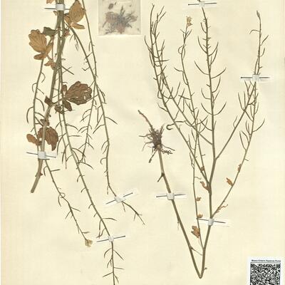 Barbarea vulgaris R. Brown -  RO-HSepv 13099 photo