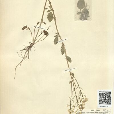 Barbarea vulgaris R. Brown -  RO-HSepv 12169 photo