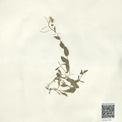 Arabis alpina L. subsp. alpina -  RO-HSepv 16029 photo