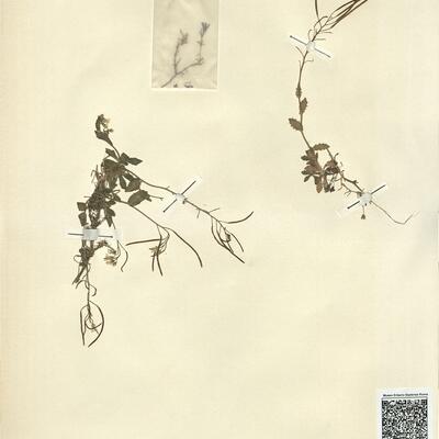 Arabis alpina L. -  RO-HSepv 13092 photo