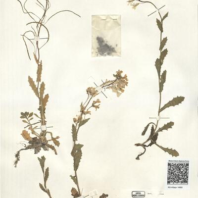 Arabis alpina L. subsp. caucasica (Willd.) Briq. -  RO-HSepv 14060 photo