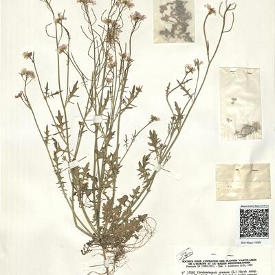 Cardaminopsis arenosa (L.) Hayek subsp. borbasii (Zapal.) Pawl. ex Scholz -  RO-HSepv 15062 photo
