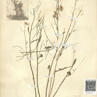 Cardaminopsis arenosa (L.) Hayek  -  RO-HSepv 11257 photo