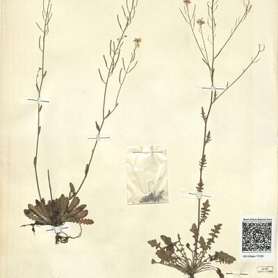 Cardaminopsis arenosa (L.) Hayek subsp. arenosa -  RO-HSepv 11256 photo