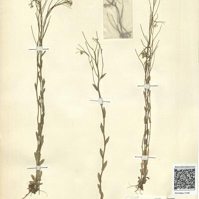 Arabis auriculata Lam. -  RO-HSepv 12166 photo