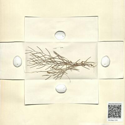 Arabis auriculata Lam. -  RO-HSepv 11243 photo