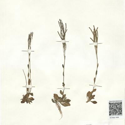 Arabis bellidifolia Crantz subsp. bellidifolia -  RO-HSepv 16935 photo