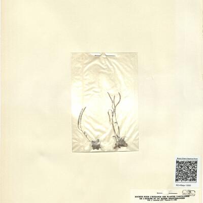 Arabis bellidifolia Crantz subsp. stellulata (Bertol.) Greuter & Burdet -  RO-HSepv 13093 photo