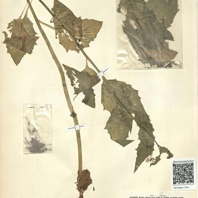 Arabis cebennensis DC.  -  RO-HSepv 11244 photo