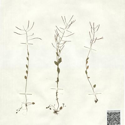 Cardaminopsis halleri (L.) Hayek subsp. halleri -  RO-HSepv 16947 photo