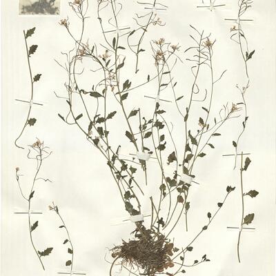 Cardaminopsis halleri (L.) Hayek subsp. halleri -  RO-HSepv 14071 photo