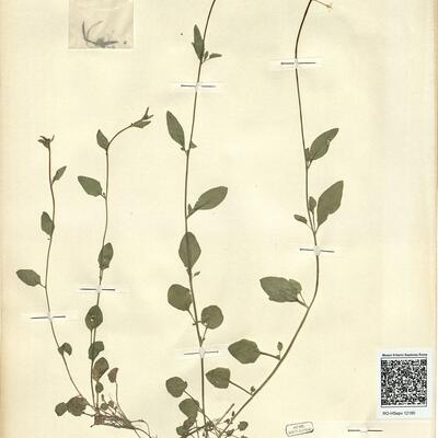 Cardaminopsis halleri (L.) Hayek subsp. halleri -  RO-HSepv 12180 photo