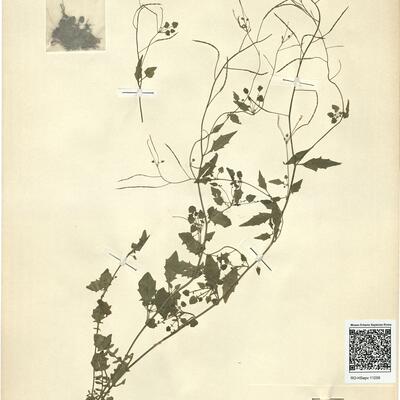 Cardaminopsis halleri (L.) Hayek subsp. halleri -  RO-HSepv 11258 photo