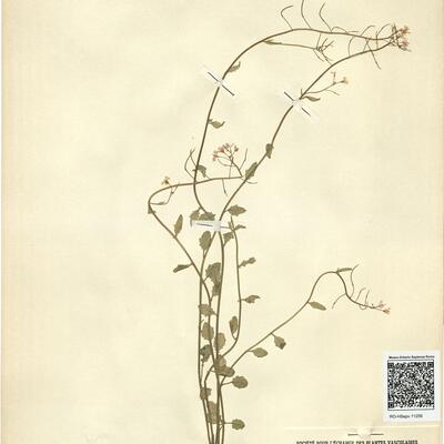 Cardaminopsis halleri (L.) Hayek subsp. ovirensis (Wulfen) Hegi & E. Schmid -  RO-HSepv 11259 photo